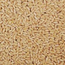 Lokwan Wheat